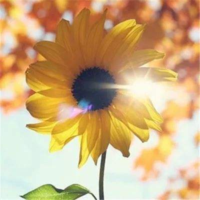 一分极速赛车平台截图